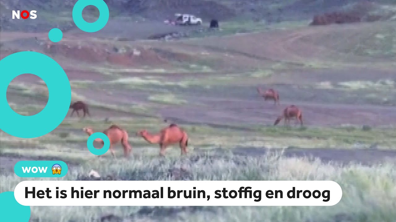 Wow: Woestijn in Saudi-Arabi&euml; bloeit volop dankzij regen