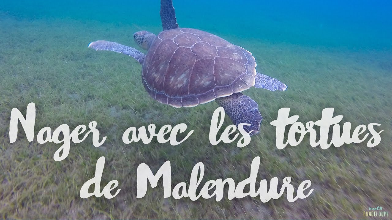 Nager avec les tortues à Malendure