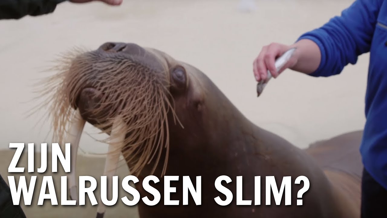 Zijn walrussen slim? | De Buitendienst over het slimste dier