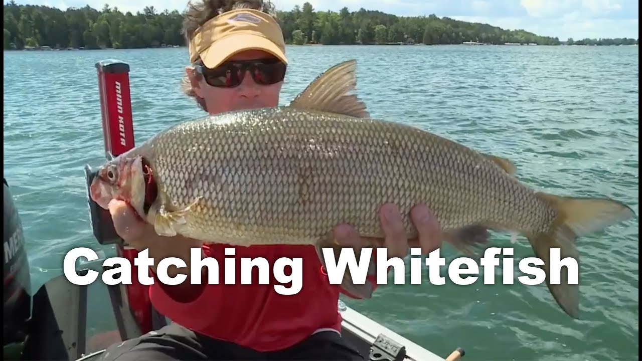 Master Whitefish Fishing in Under 10 Minutes