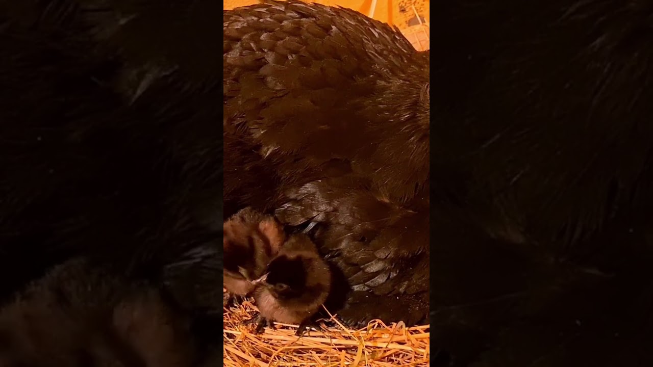 #Ayam #Cemani #littelchicken #Fibromelanose #Melanismus