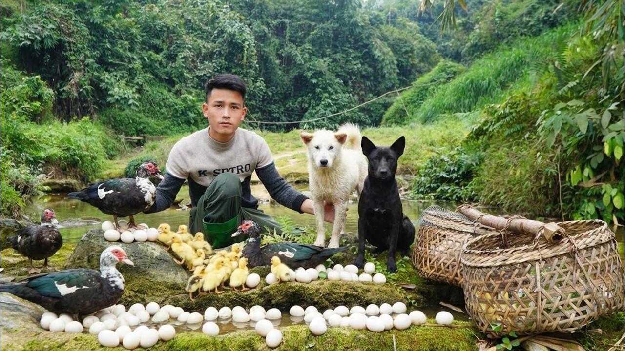 Harvesting Duck & Eggs by the Stream, goes market to sell | Farm Care & Cooking | CEO with Tom & Lu