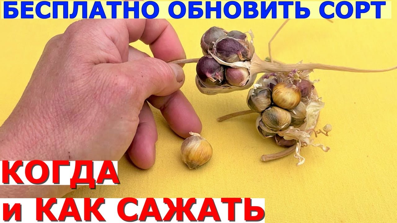 Бульбочки чеснока Как вырастить чеснок