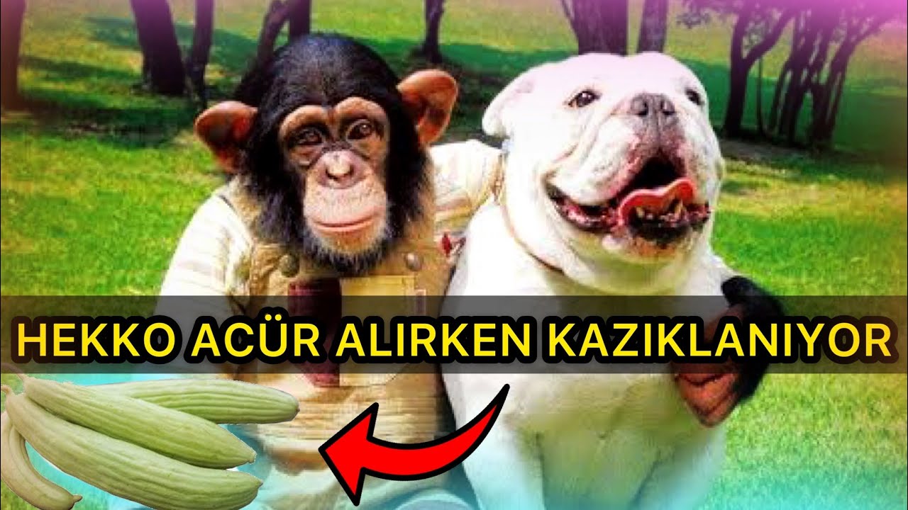 HEKKO 100 DOLARLIK ACÜR ALMAYA GİDİYOR !