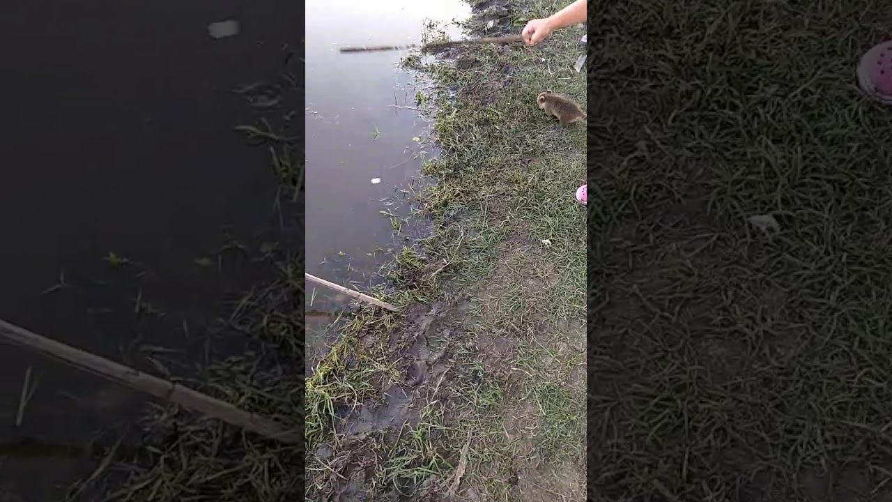 Pesca de anguila gigante en laguna