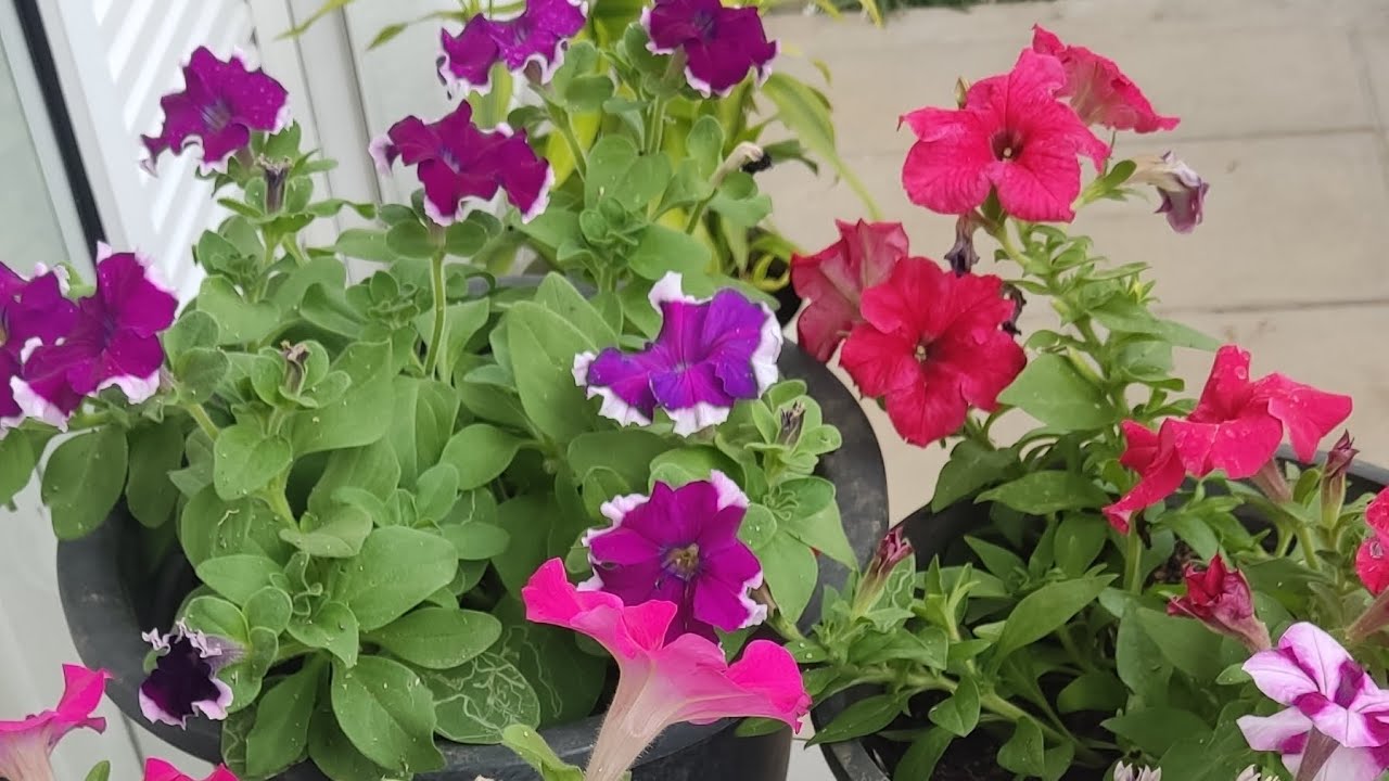 අලුතින් හැදෙන මගේ Garden එක බලන්න යමුද 🌼😀