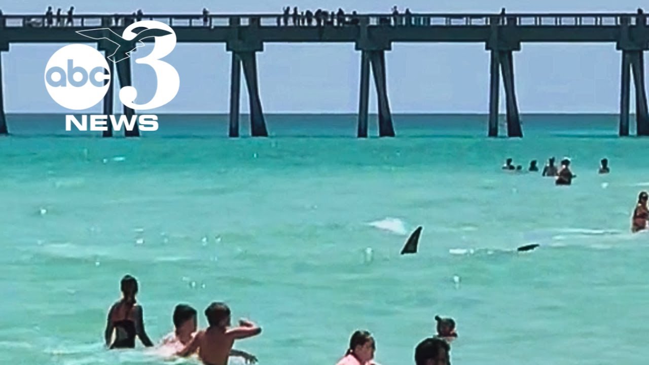 VIDEO: Shark in shallow waters at Navarre Beach, Florida sends people hurrying out of water