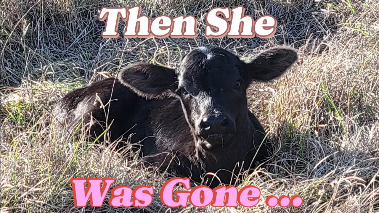We Lost A Newborn Calf ... Then This Happened / Farm Life Story