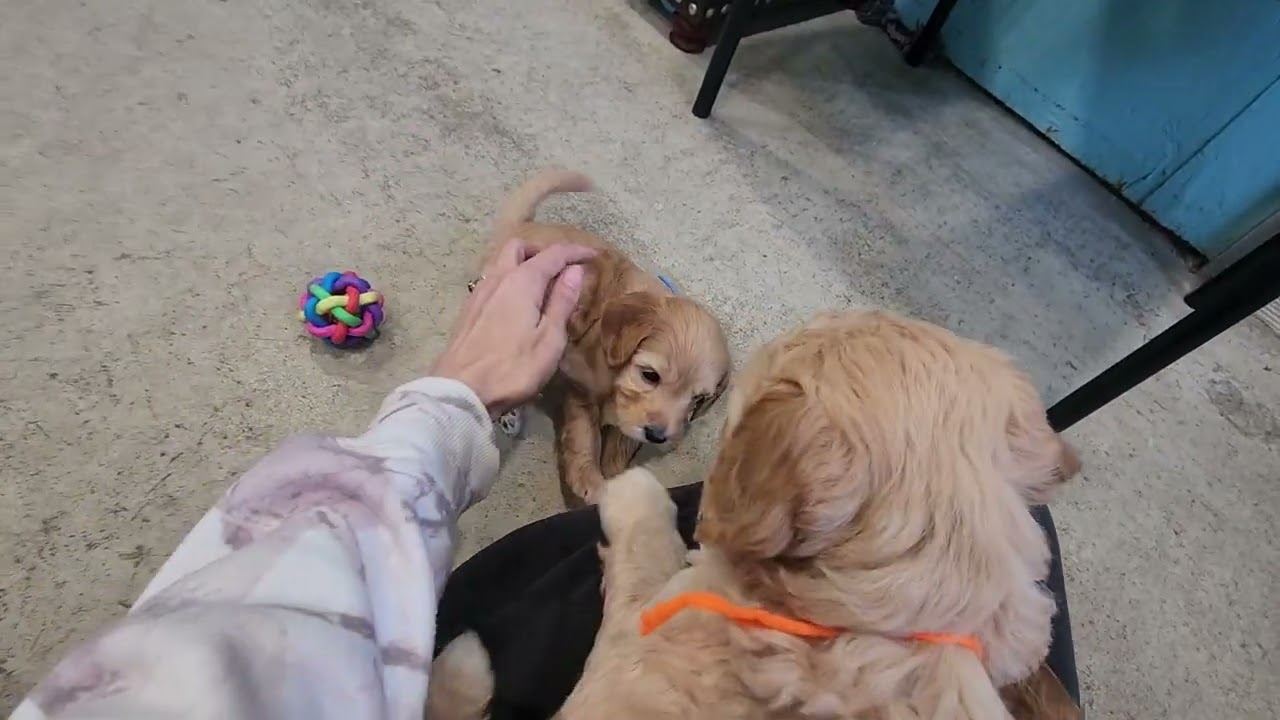 Angel & Rufus-5 weeks old