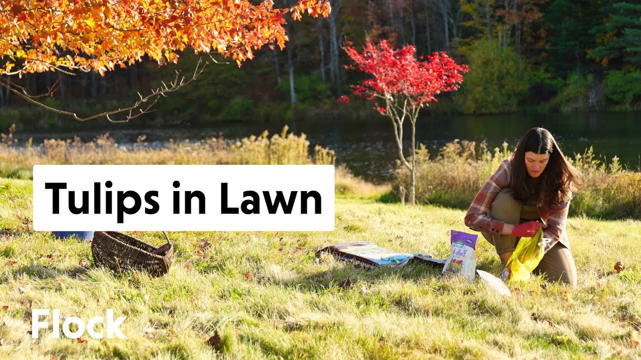 Adding TULIPS to 80,000+ BULB LAWN — Ep. 214