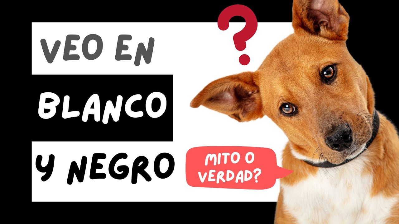🐶 ¿Ven Los PERROS en BLANCO y NEGRO? (Descubre aquí como VEN los PERROS los Colores) 😍