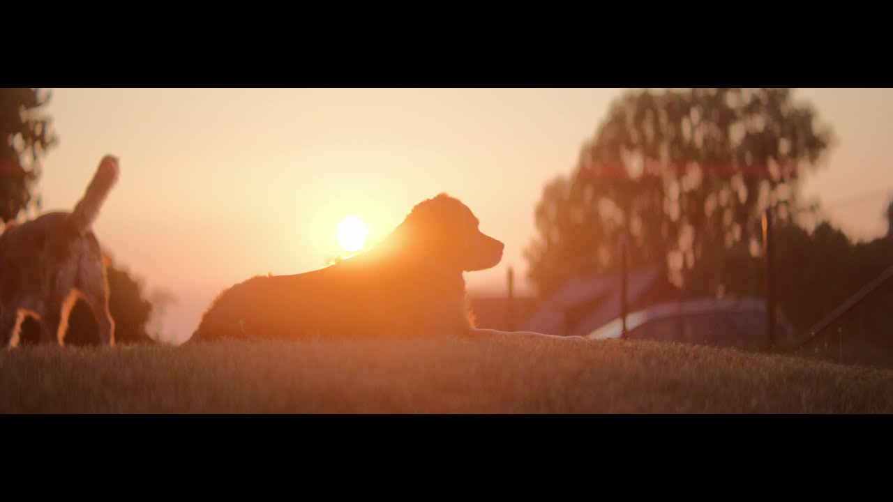 Hundvakt: &Ouml;land, 5diii, magic lantern, 14bit raw, dual iso, isco ultrastar anamorphic 2x, ronin rs2.