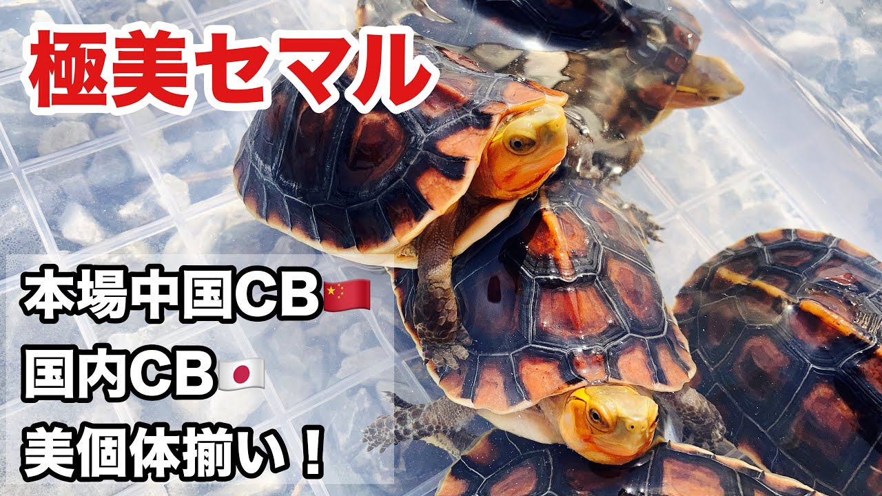 我が家で飼育している美しいセマルハコガメ達を紹介