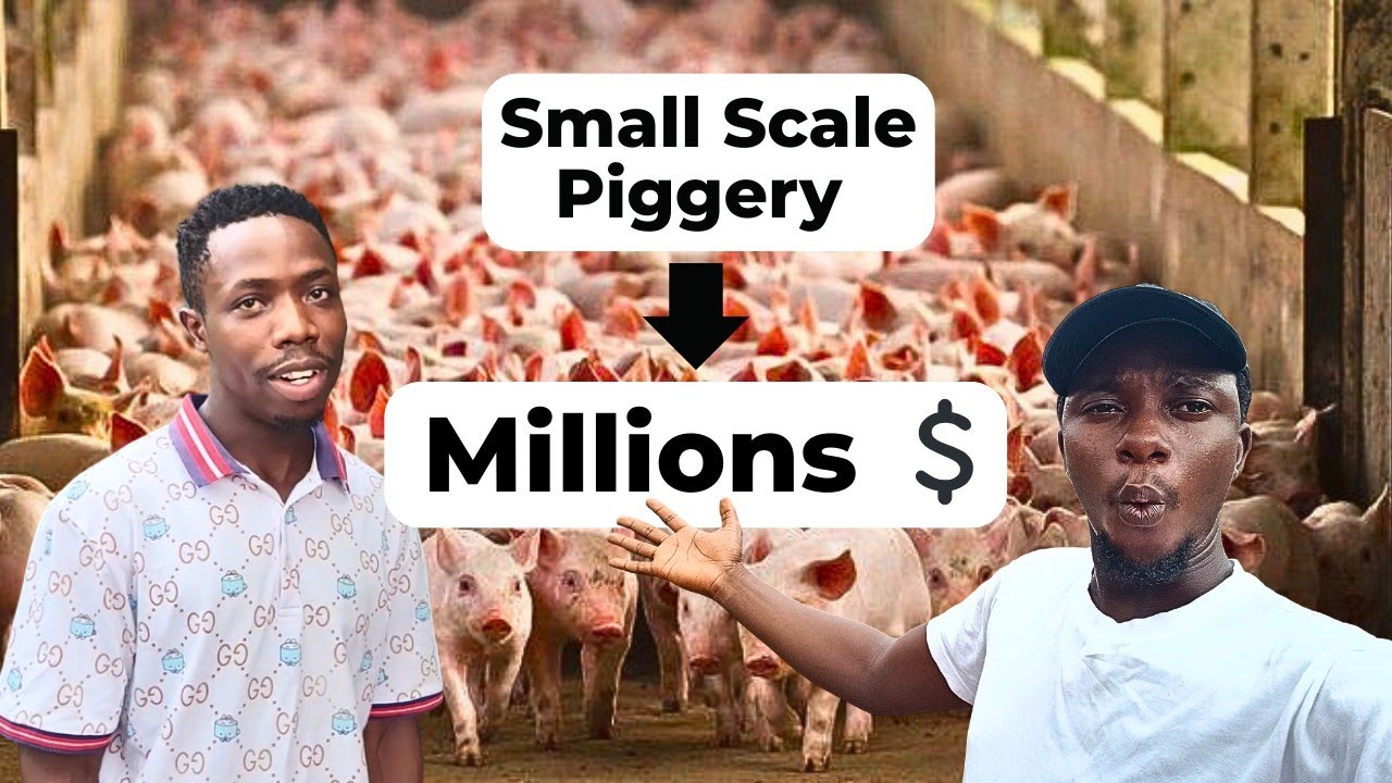This Backyard Pig Farm Makes Millions Yearly 😲 | Small-Scale Pig Farming Documentary (Nigeria) 