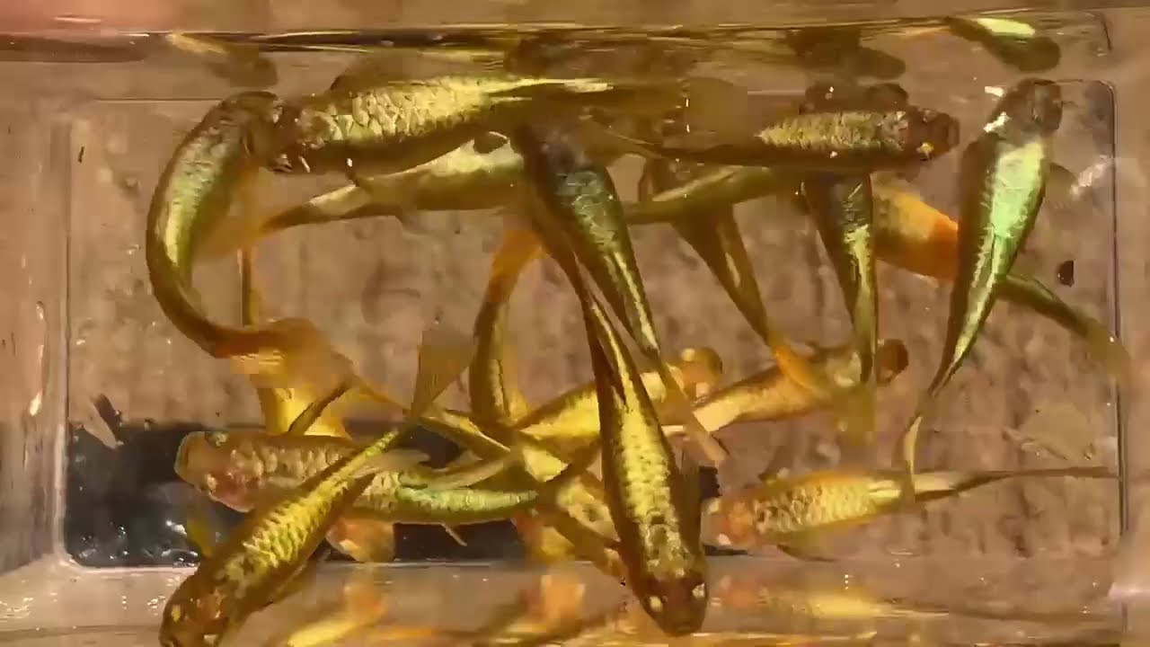 24K Full Gold Guppy
