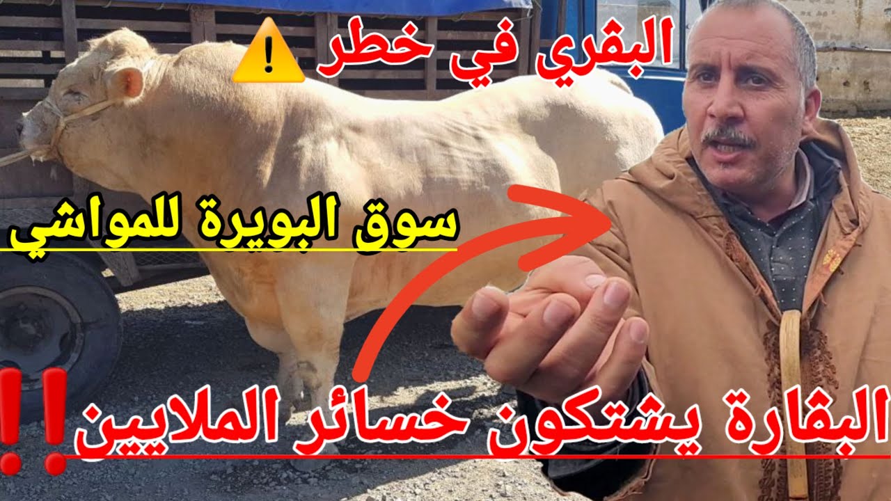🔴 سوق البويرة  للمواشي اليوم : فيديو خاص بأسعار الأبقار   الخاص بالاضحية  تراجع في أسعار الأبقار