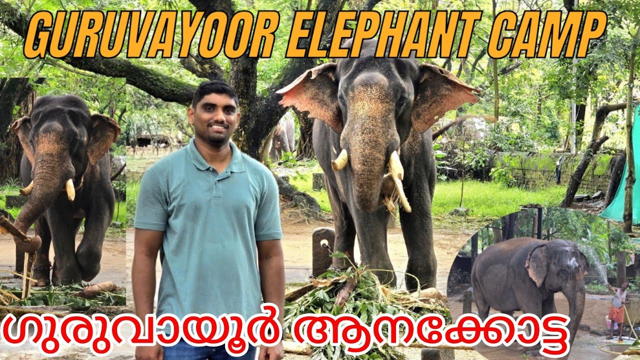 Guruvayoor anakotta | Elephant camp guruvayoor | Punnathur kotta