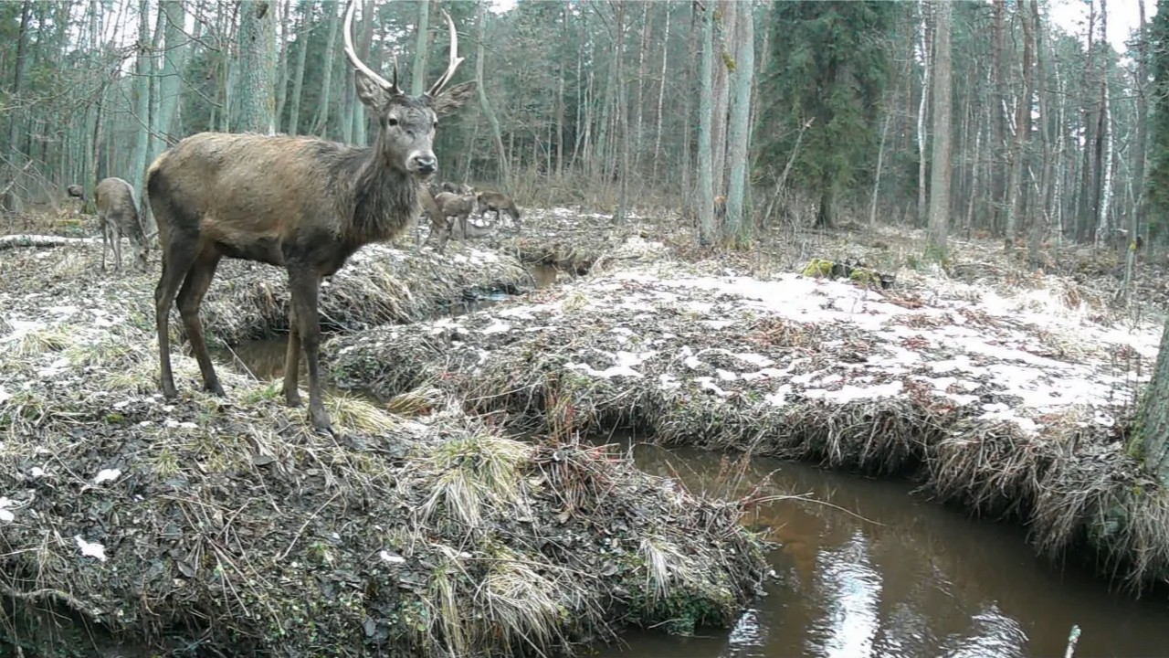 Jurajska fauna okiem fotopułapki - tydzień 7