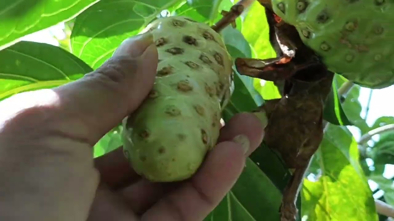 Vườn dừa siêu trái trồng cùng với cây nhàu và mít ruột đỏ 
