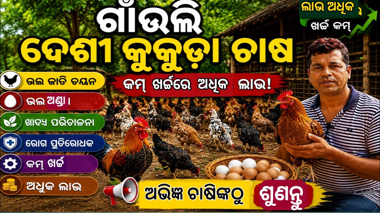 Desi kukuda chasa | Gauli desi kukuda farm Bargarh |