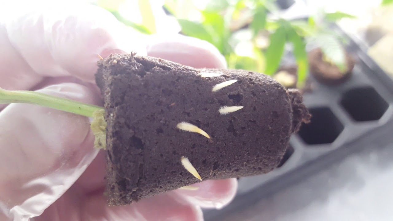 #12 Day 5 of cloning