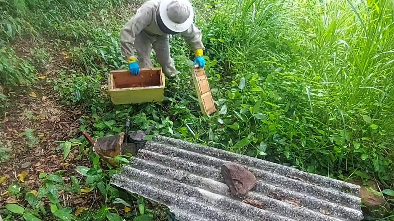 TRANSFERÊNCIA  ANTES  DAS FLORADAS !!