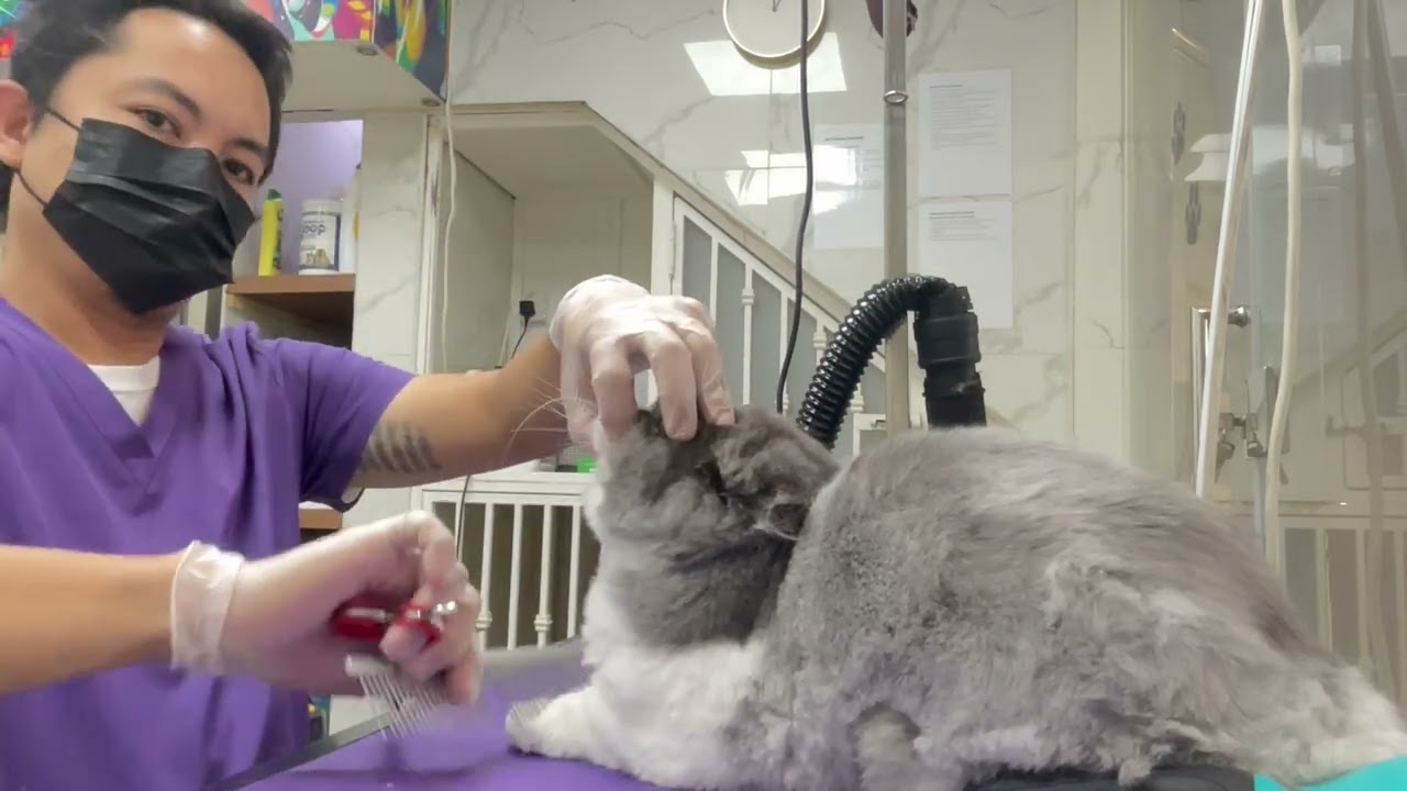 Full grooming-Full body trimming