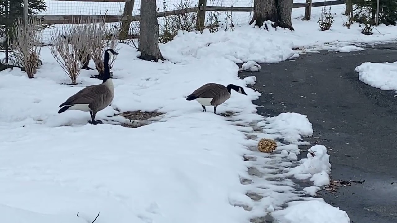 LOVE IN THE SNOW 
