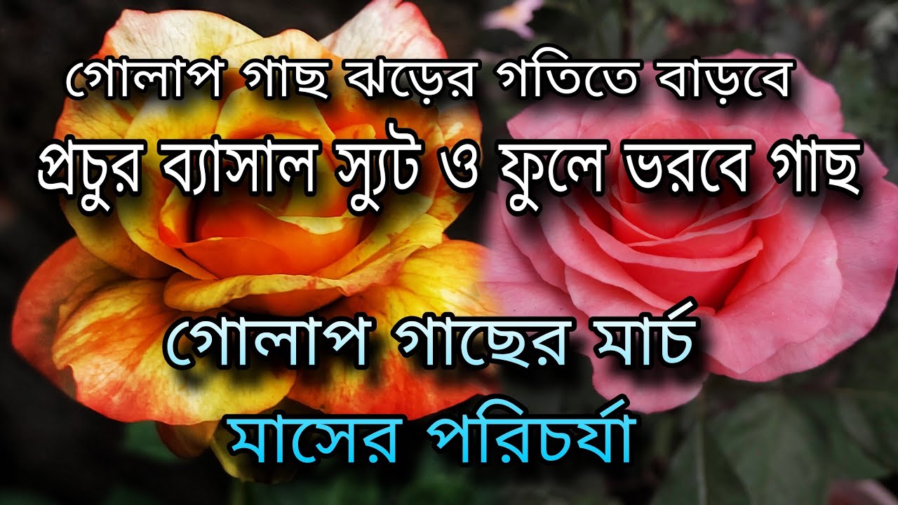 গোলাপ গাছের মার্চ মাসের পরিচর্যা / গোলাপ গাছ ঝড়ের গতিতে বাড়বে / প্রচুর ব্যাসাল স্যুট ও ফুলে ভরবে গাছ