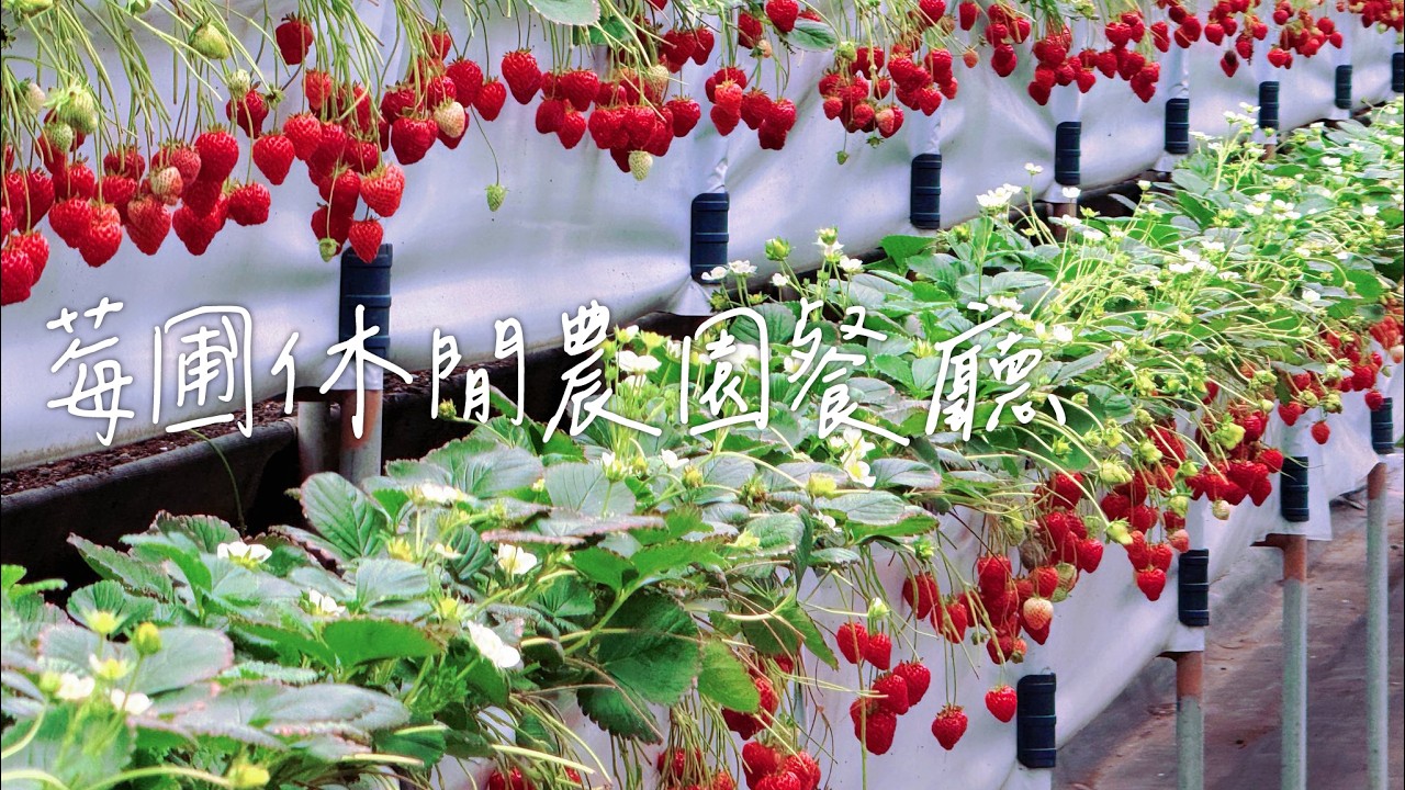 碧山巖草苺季🍓【莓圃休閒農園餐廳】，【大崙頭山】🏞️森林步道，🌸碧山幸福涼亭櫻花盛開。