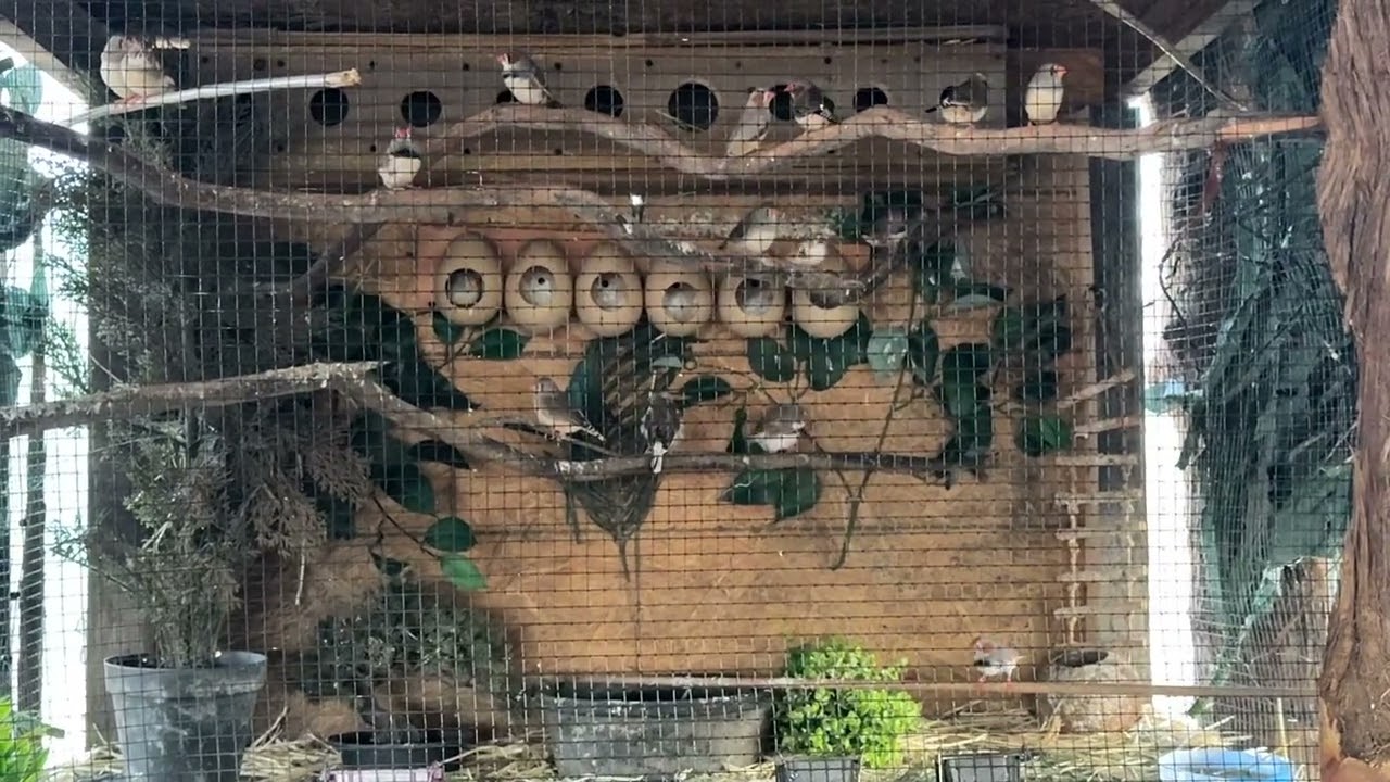 Treehouse for finch