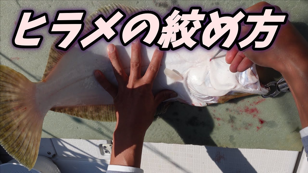 【ヒラメ】絞め方　vol.57