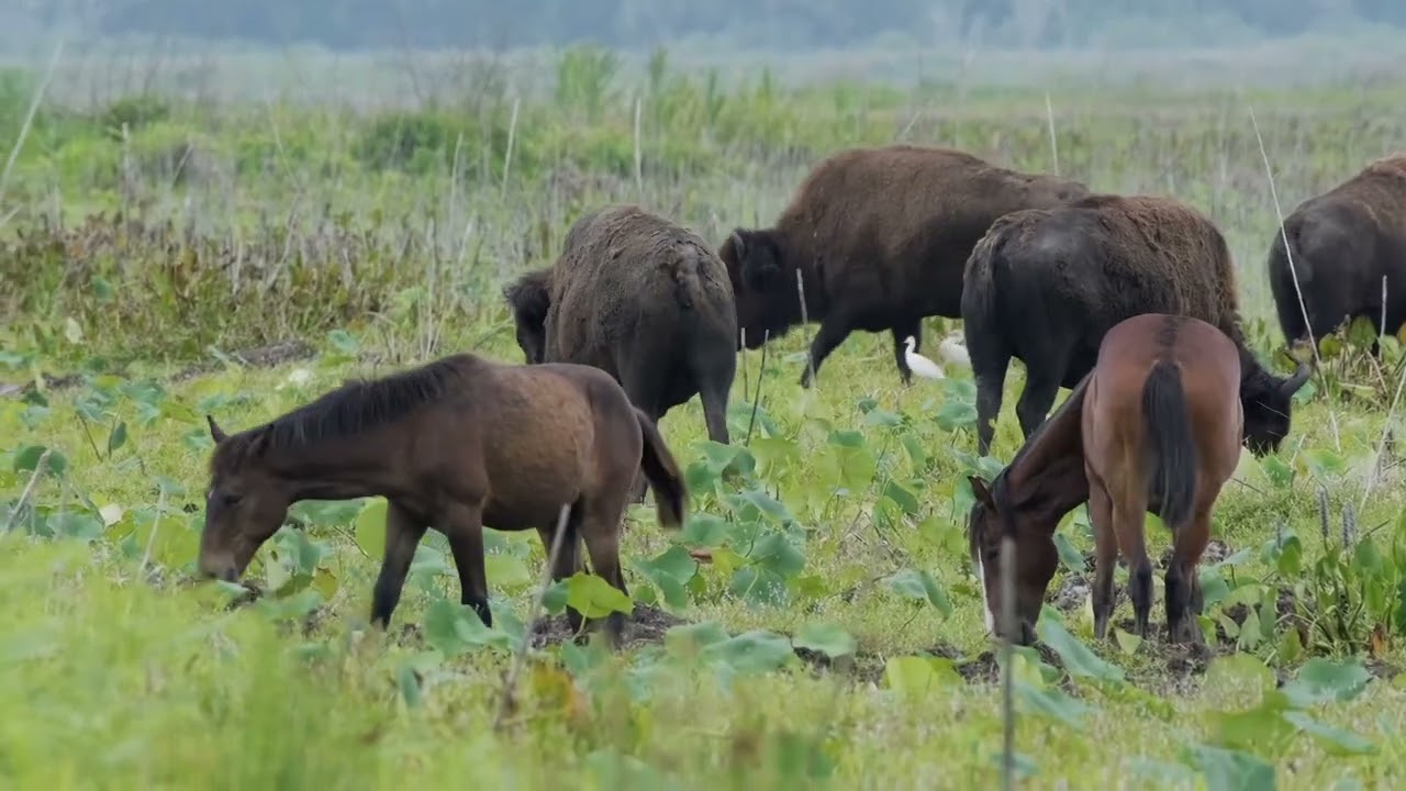 Paynes Prairie Preserve&rsquo;s Wild Bison
