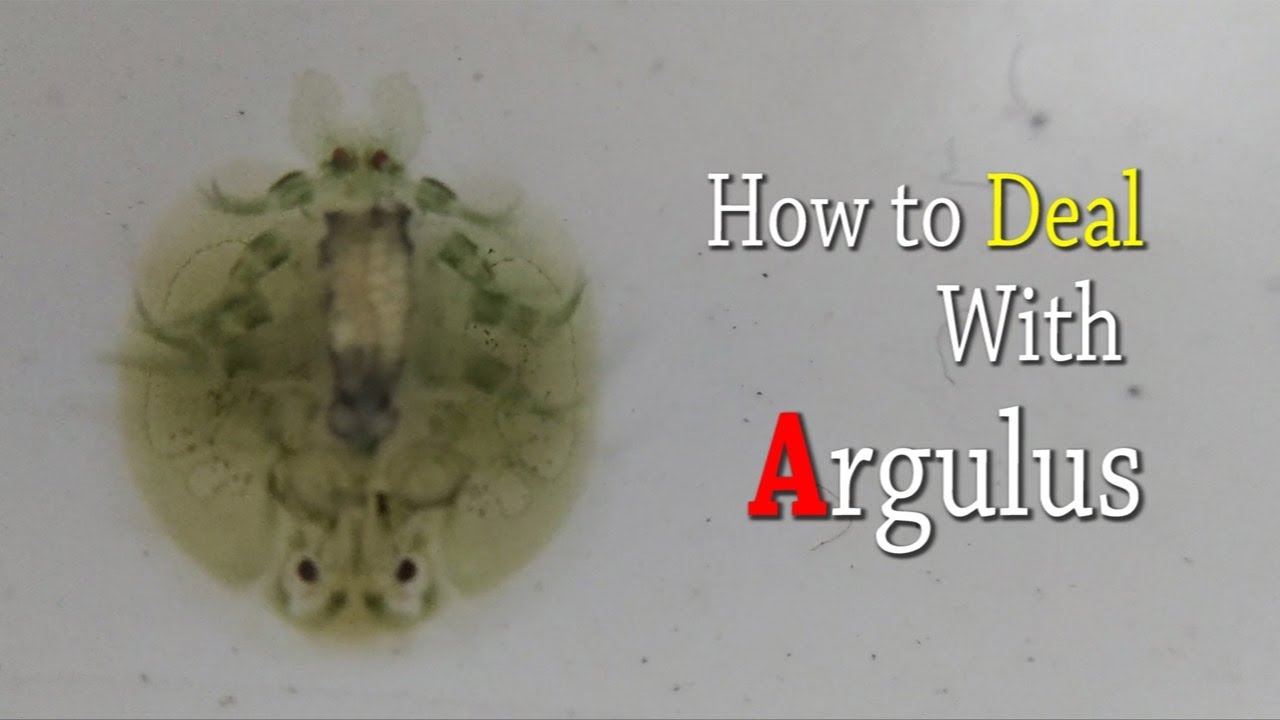 How to deal with argulus