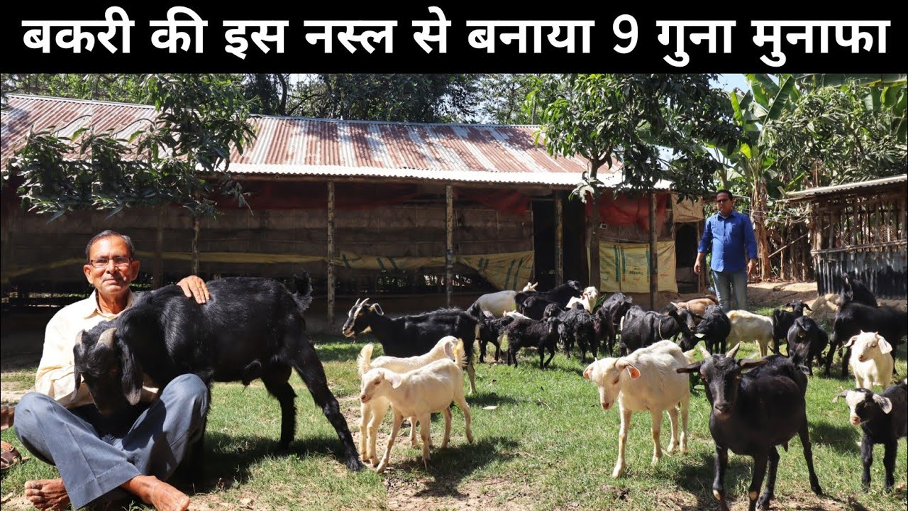 71 साल की उम्र में चला रहे शानदार Black Bengal Goat Farm | Goat Farming
