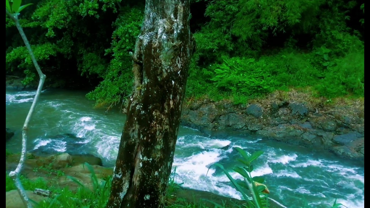 Beautiful Relaxing River  Nature Sounds Sleep Meditation Study Stress Relief Mindfulness