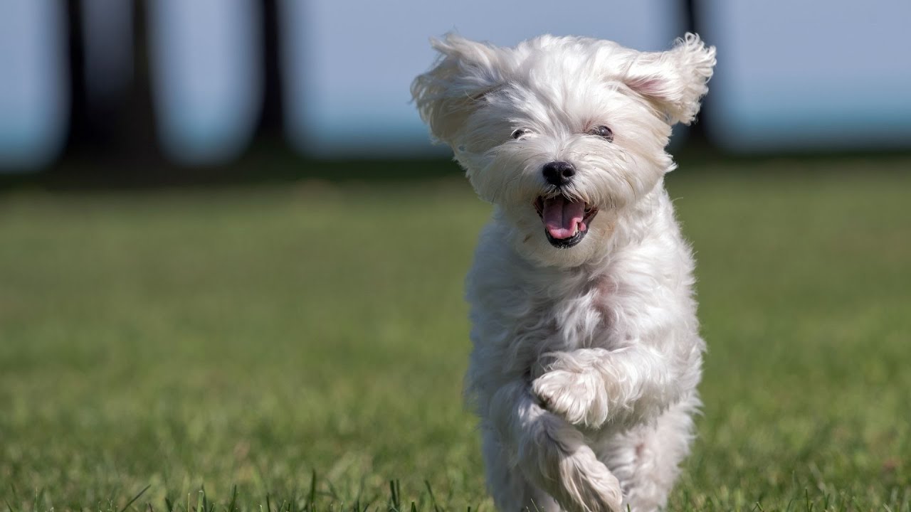 Maltese Dogs and Barking Control: Training Tips