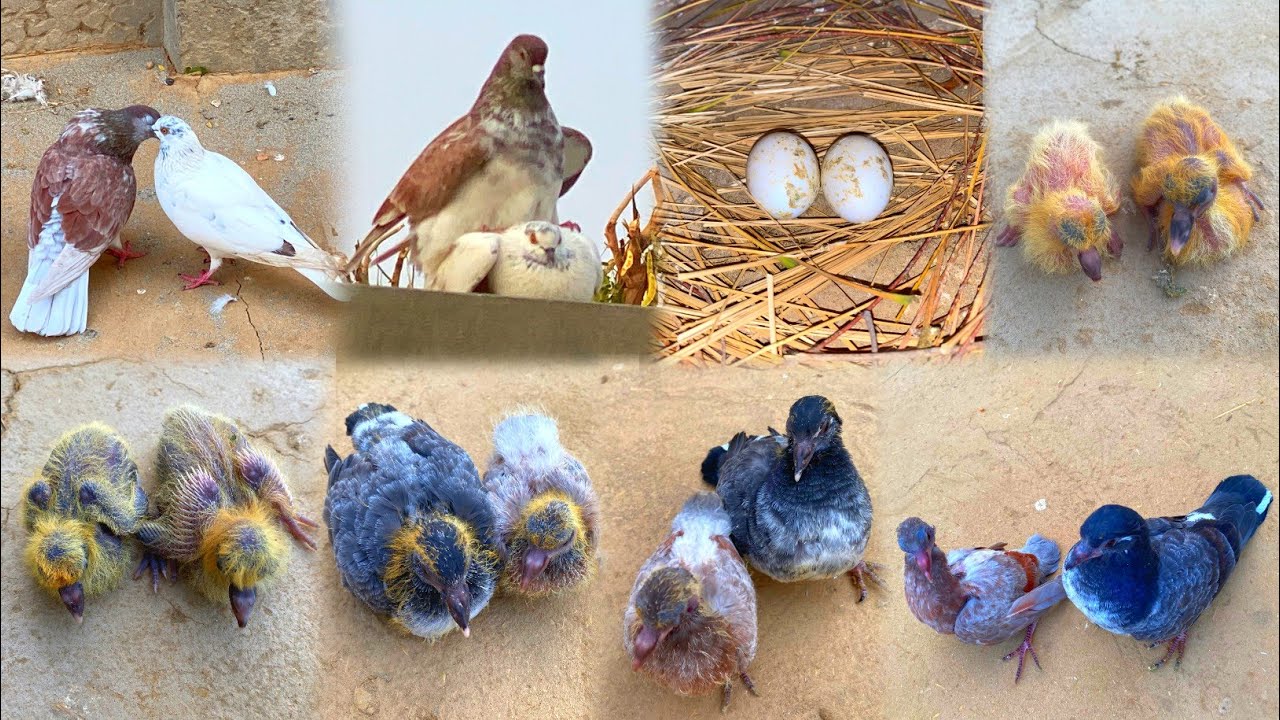 2_Pigeon Chicks Growth Day By Day | 0 To 36 Days Growth Video |Eggs To Flying 