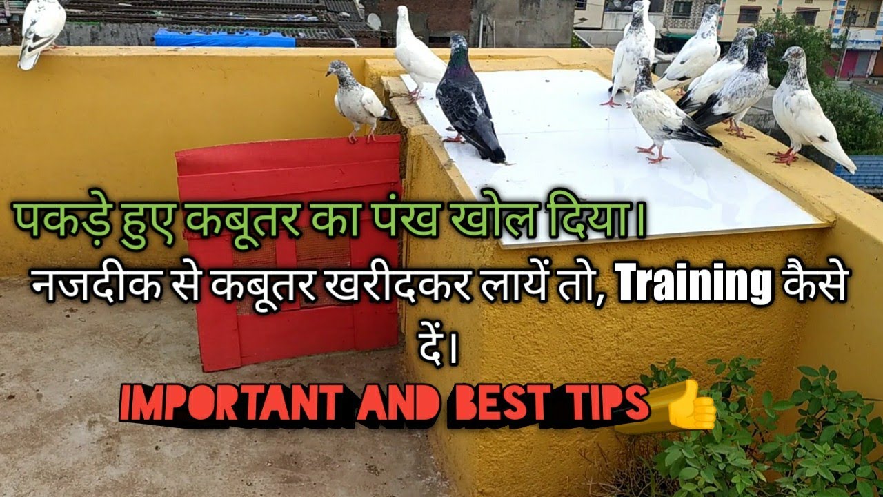 Naye kabutar ka par kholdiya /paas se kabutar laye uski training /#pigeonmasti