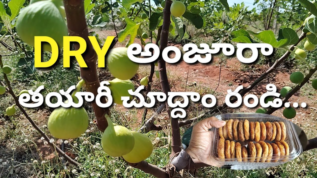 డ్రై అంజూర తయారీ విధానం | DRY ANJEERA | MAKING DRY ANJURA | PROCESS OF DRY ANJEER | అంజీర్  సాగు