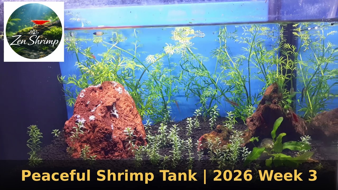 [2026] Calm Low-Tech Shrimp Aquarium | Cherry Neocaridina | No CO₂ Ep003 #aquarium #fishtank #shrimp