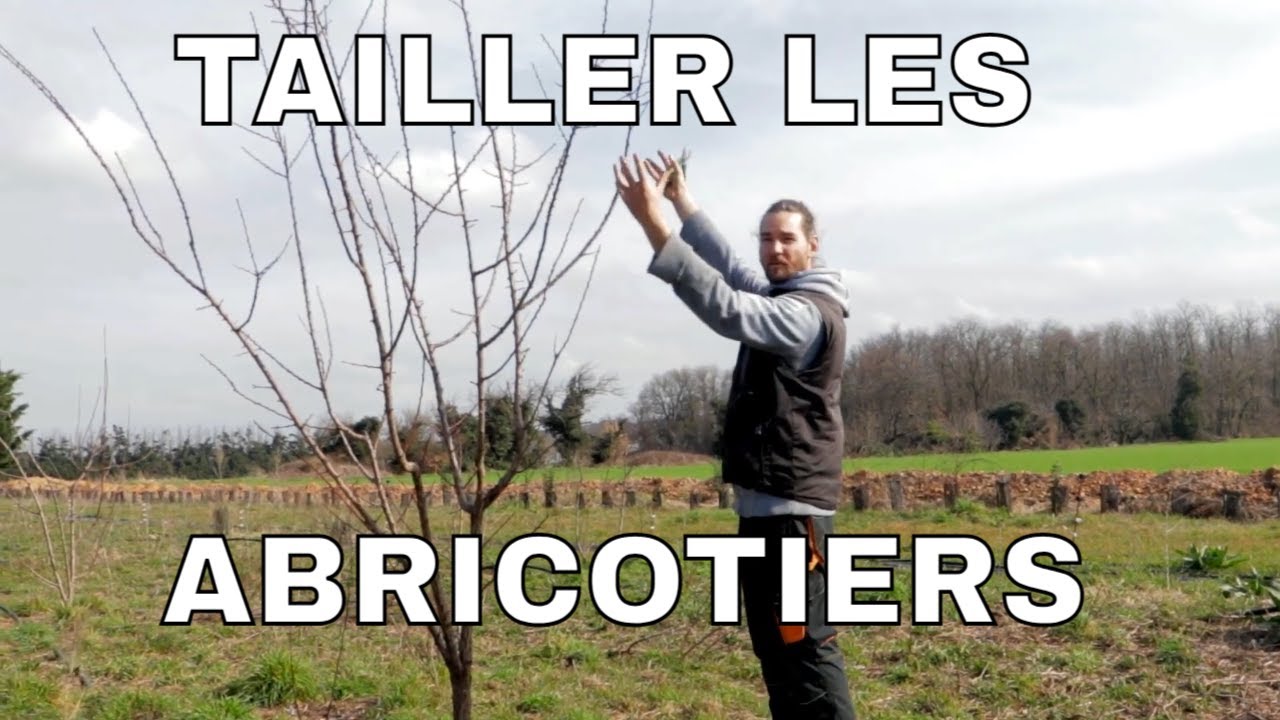 {TUTO} Comment tailler les abricotiers ? Comment tailler les fruitiers à noyaux en gobelet ?