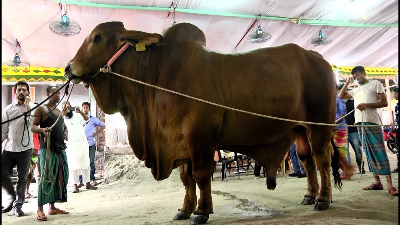 কোরবানীর হাটে সবচেয়ে দামী গরুর নাম সুলতান । বিক্রী হলো ১৬ লাখ । ওজন  এক হাজার একশ কেজি