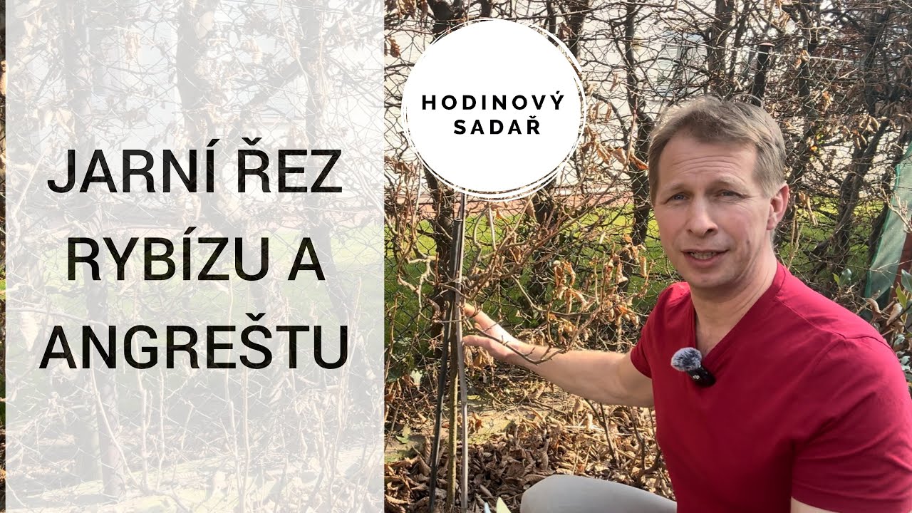 ⏰ Nejvyšší čas na jarní řez rybízu a angreštu ⏰ Keříkového i stromkového ⏰