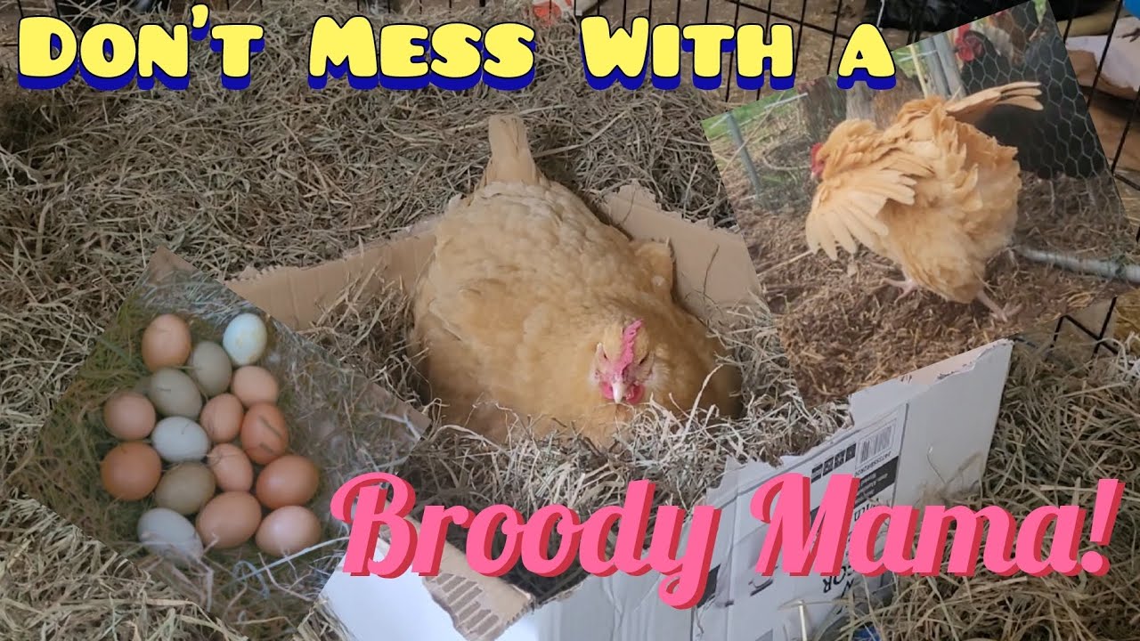 How to Care for a Broody Hen, Not as Simple as You May Think! 》Hatching Chickens from Broody Hen