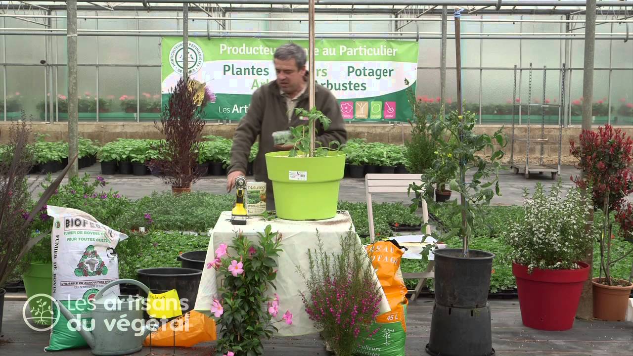 🌿🍅 Comment bien entretenir ses plants de tomates en pots ? | Conseils d’un Artisan du Végétal