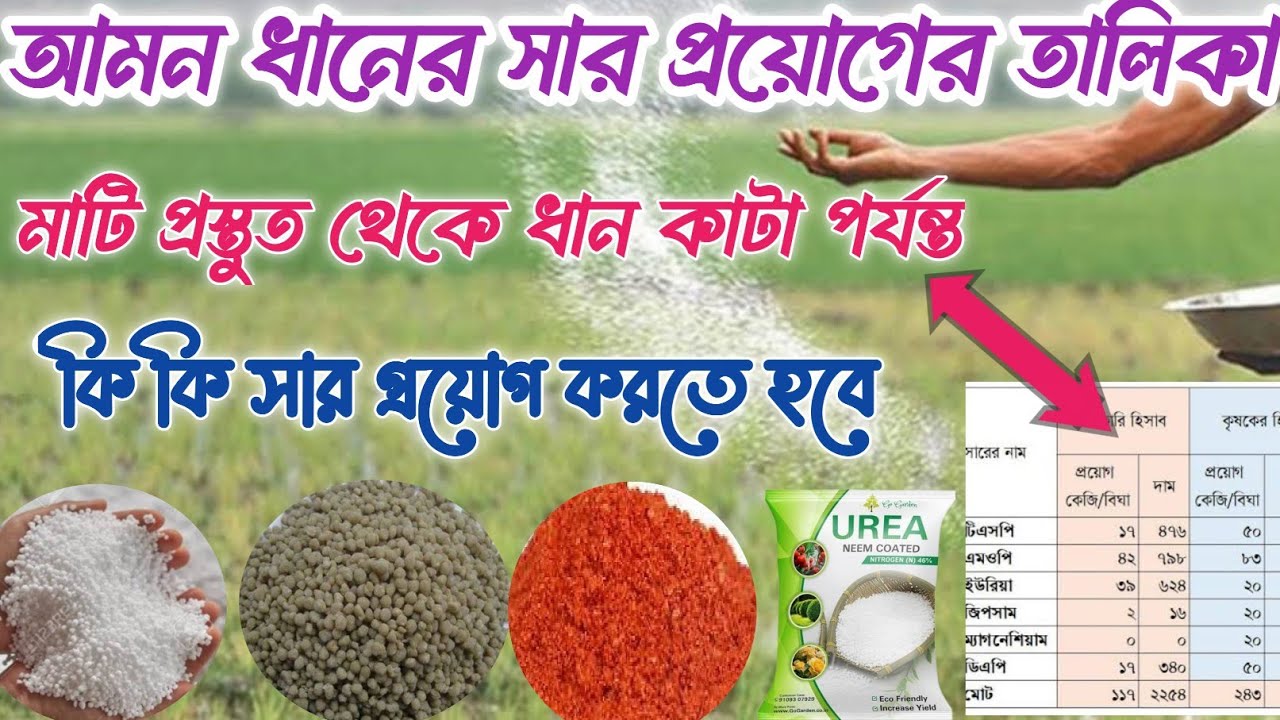 আমন ধানের সার প্রয়োগ ব্যবস্থাপনা। আমন ধানের সার প্রয়োগের তালিকা। Amon dhan chash