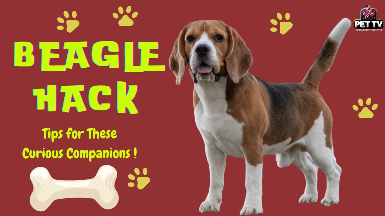 Beagle Care Tips | Pet Care Hacks Episode 3 | Handling Energy, Grooming & Daily Needs