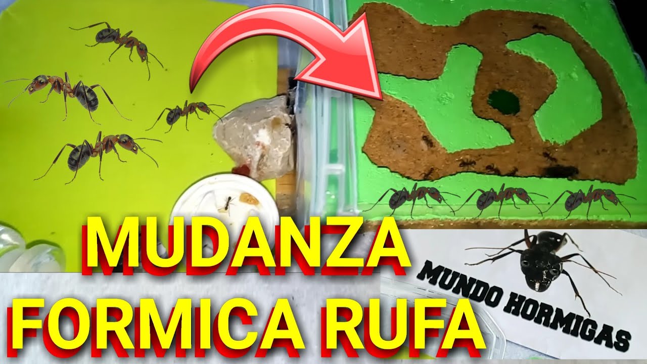 Mudanza Formica rufa a hormiguero casero de corcho 