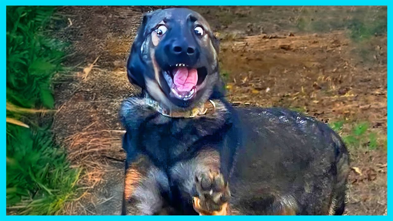 🎬🐶 Overdramatic Dogs Who Deserve an Oscar for Real 😂 Funniest Animal Videos
